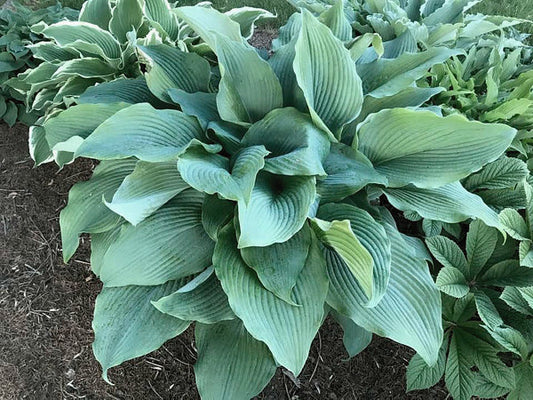 Zeppelin Hosta Plants online shopping