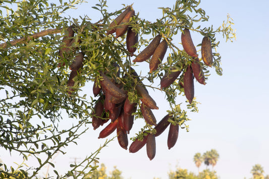 Rubirosa Australian Finger Lime Budwood