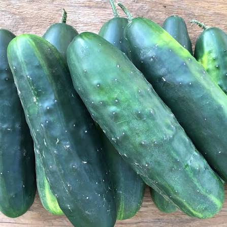 Marketmore 76 Cucumber