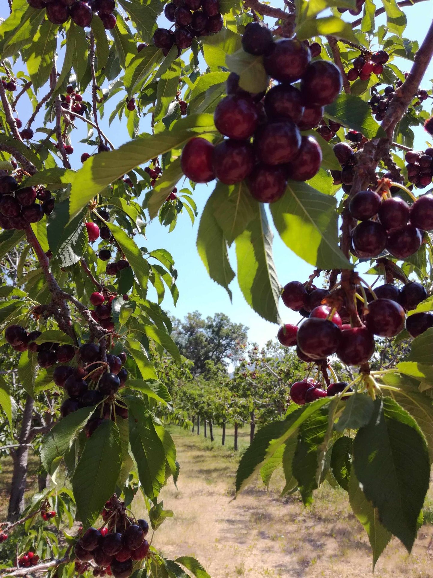 Sandra Rose Sweet Cherry