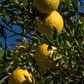 Swingle Citrumelo Seed citrus plant material online shopping