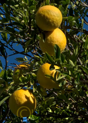Swingle Citrumelo Seed citrus plant material online shopping