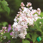 Beauty of Moscow Lilac