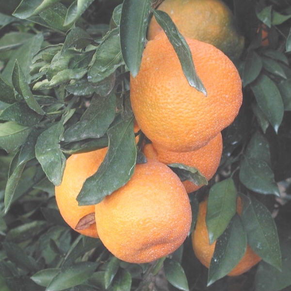 Miho Wase Satsuma Mandarin Budwood citrus plant material online shopping