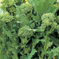 Sorrento Broccoli Raab