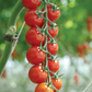 Sakura Organic Tomato