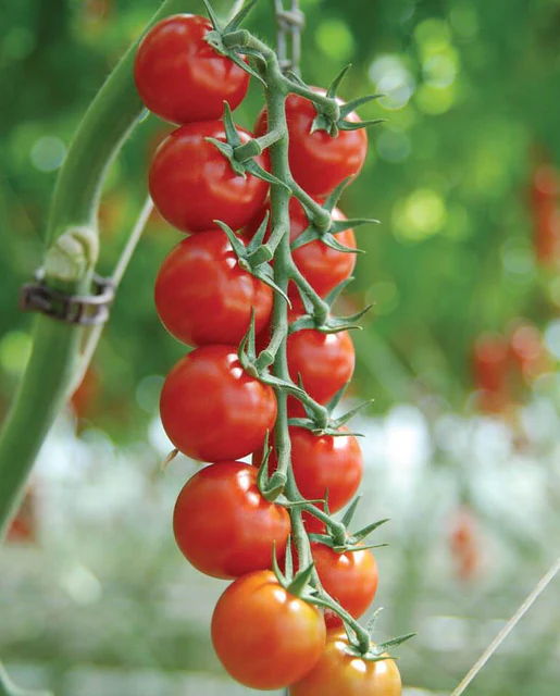 Sakura Organic Tomato Seeds online shopping