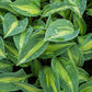 Stand By Me Hosta Plants online shopping