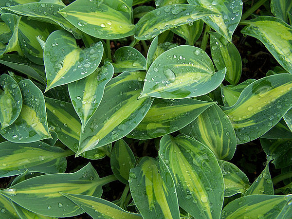 Stand By Me Hosta Plants online shopping