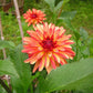 Crazy Legs Dahlia