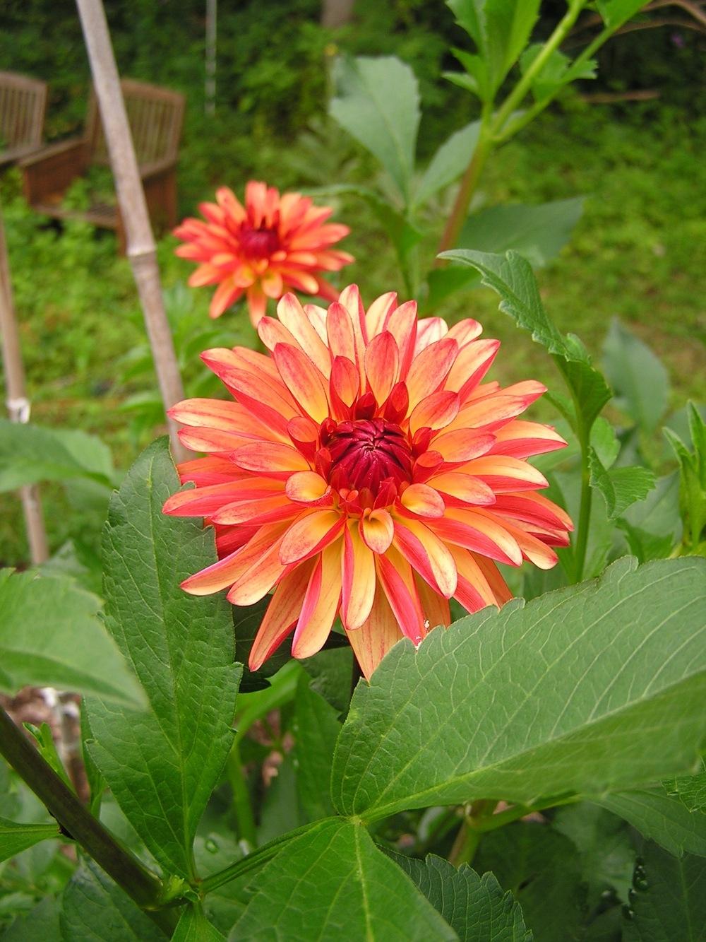Crazy Legs Dahlia