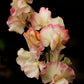 Bix Sweet Pea seeds online shopping
