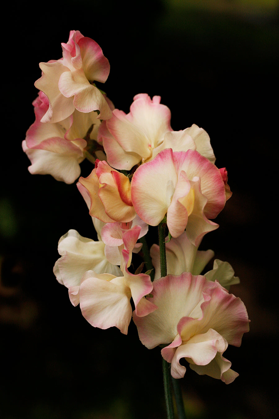 Bix Sweet Pea seeds online shopping
