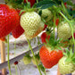 Darselect Mid Season Strawberry