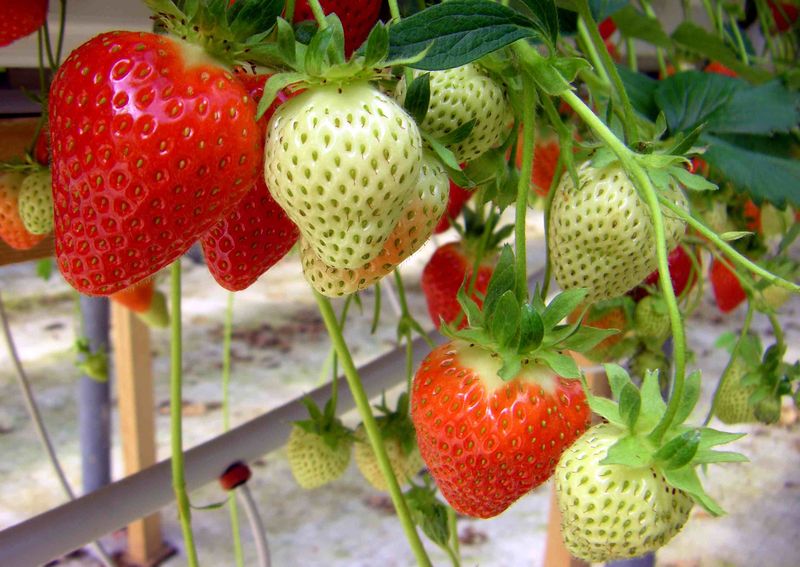 Darselect Mid Season Strawberry