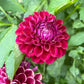 Ivanetti Dahlia