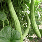 Armenian Cucumber Seeds online shopping