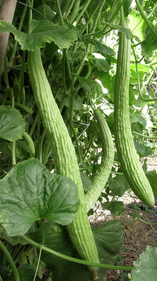 Armenian Cucumber Seeds online shopping