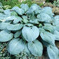 Skylight Hosta Plants online shopping