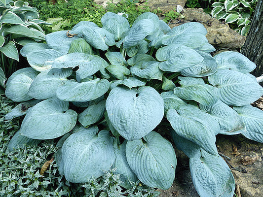 Skylight Hosta Plants online shopping