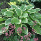 Sugar and Spice Hosta Plants online shopping