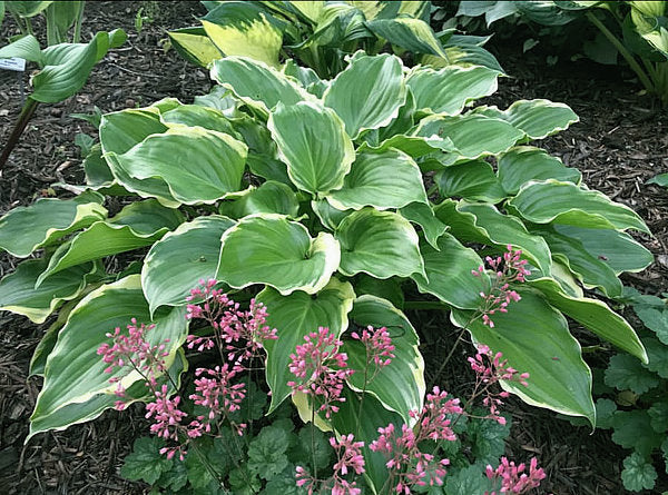 Sugar and Spice Hosta Plants online shopping
