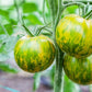 Green Zebra Organic Tomato