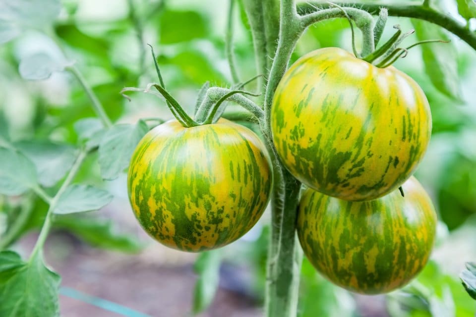 Green Zebra Organic Tomato
