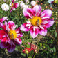 Double Trouble Dahlia Plants online shopping