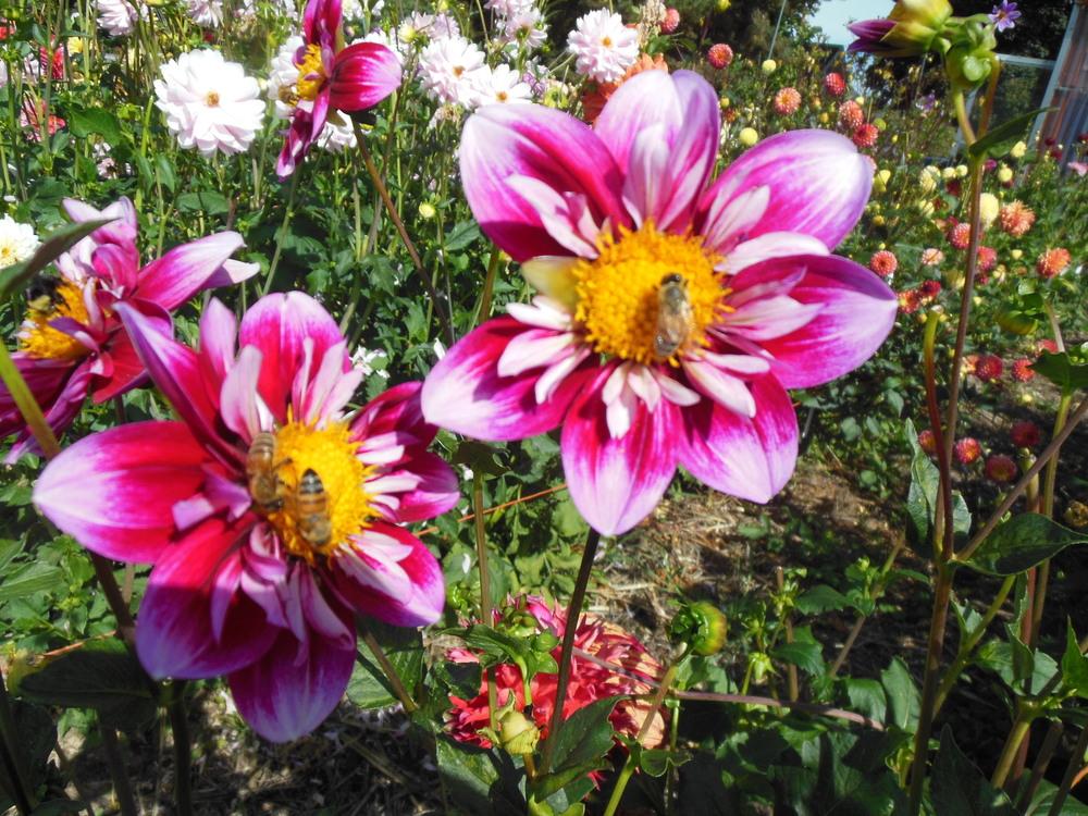 Double Trouble Dahlia Plants online shopping
