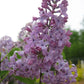 Tiny Dancer™ Lilac lilac plant online shopping