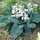 Kiwi Blue Baby Hosta Plants online shopping