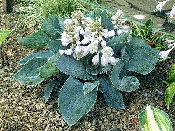 Kiwi Blue Baby Hosta Plants online shopping