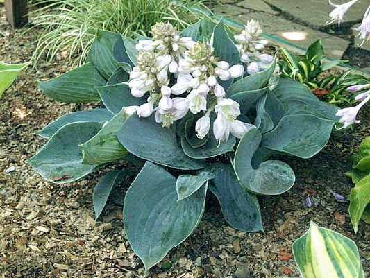Kiwi Blue Baby Hosta Plants online shopping