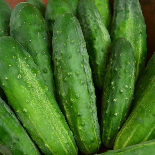 Early Fortune Organic Cucumber Seeds online shopping