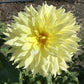 Harvest Moonlight Dahlia