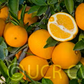 Skaggs Bonanza Navel Orange Budwood citrus plant material online shopping