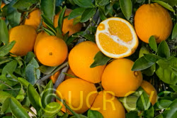 Skaggs Bonanza Navel Orange Budwood citrus plant material online shopping