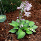 Tick Tock Hosta Plants online shopping