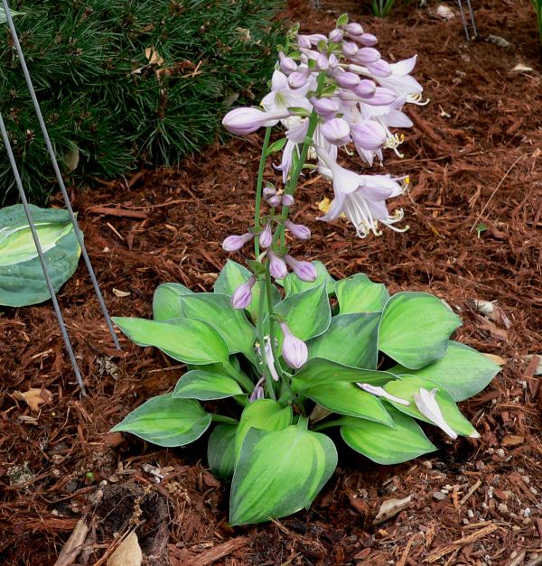 Tick Tock Hosta Plants online shopping