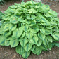 Luna Moth Hosta Plants online shopping