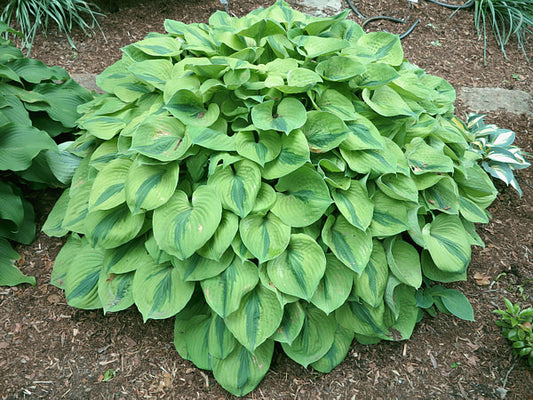 Luna Moth Hosta Plants online shopping