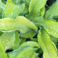 Ripple Effect Hosta Plants online shopping