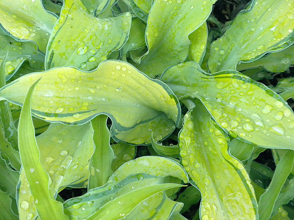 Ripple Effect Hosta Plants online shopping