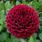 Ivanetti Dahlia