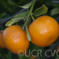 Wilking Mandarin Budwood citrus plant material online shopping