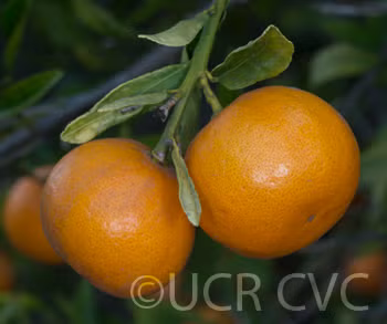 Wilking Mandarin Budwood citrus plant material online shopping
