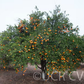 Changsha Mandarin Budwood citrus plant material online shopping