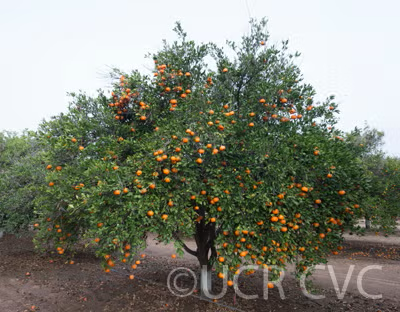 Changsha Mandarin Budwood citrus plant material online shopping