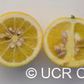 C-190 Citrumelo Trifoliate Hybrid Budwood citrus plant material online shopping